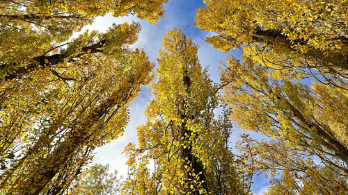 Golden leafed poplars van Alex Cassels, Fotografie te koop op Singulart