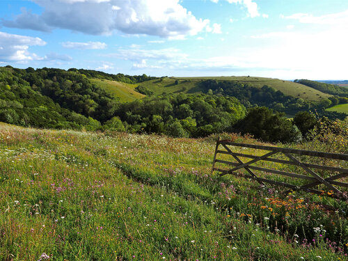 Summer on Old Winchester Hill by Alex Cassels, 사진 for Sale on Singulart