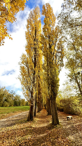 Golden Poplar Avenue van Alex Cassels, Fotografie te koop op Singulart
