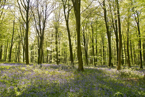 Micheldever Wood in Springtime by Alex Cassels, 사진 for Sale on Singulart