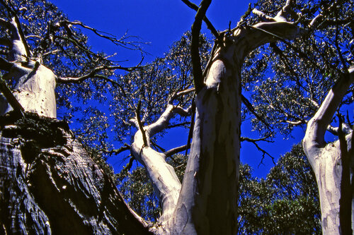 Snow Gum Canopy di Alex Cassels, Fotografia in vendita su Singulart
