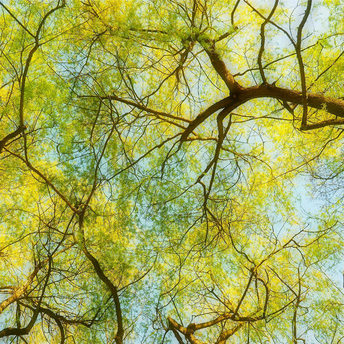 Willow Tree Canopy di Alex Cassels, Fotografia in vendita su Singulart