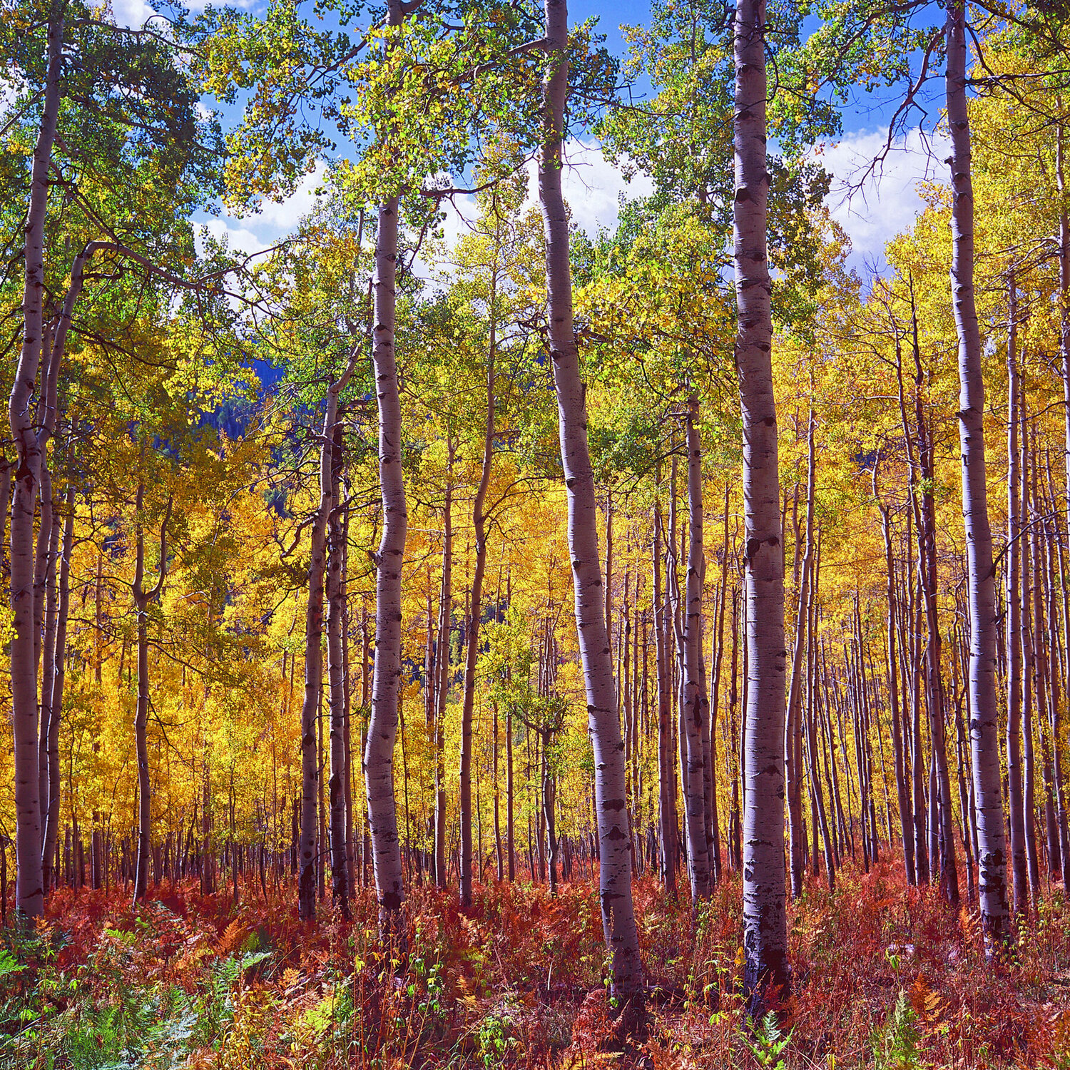 Aspens of Owl Creek Pass Alex Cassels Fotografie zu verkaufen