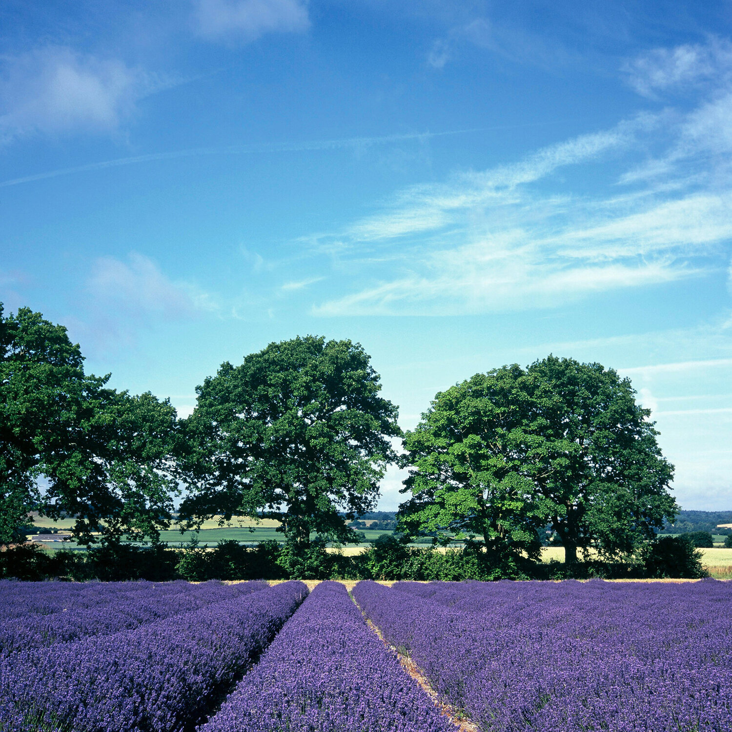 Hampshire Lavender Alex Cassels