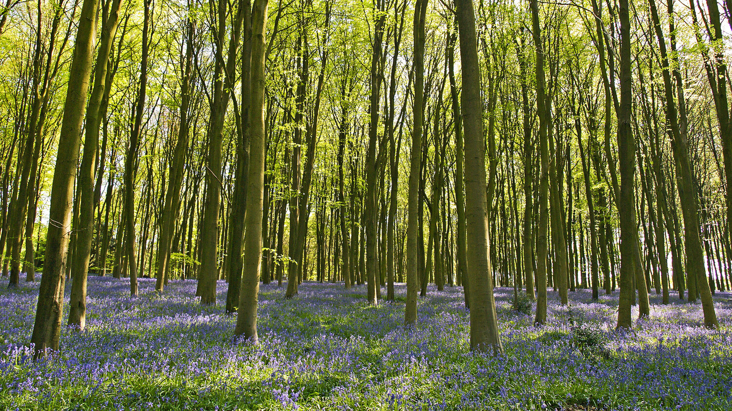 Bluebell Panorama Alex Cassels