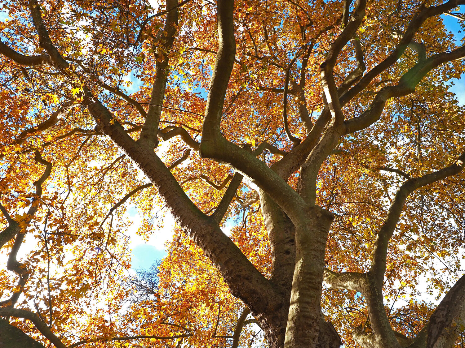 Autumn Canopy Alex Cassels