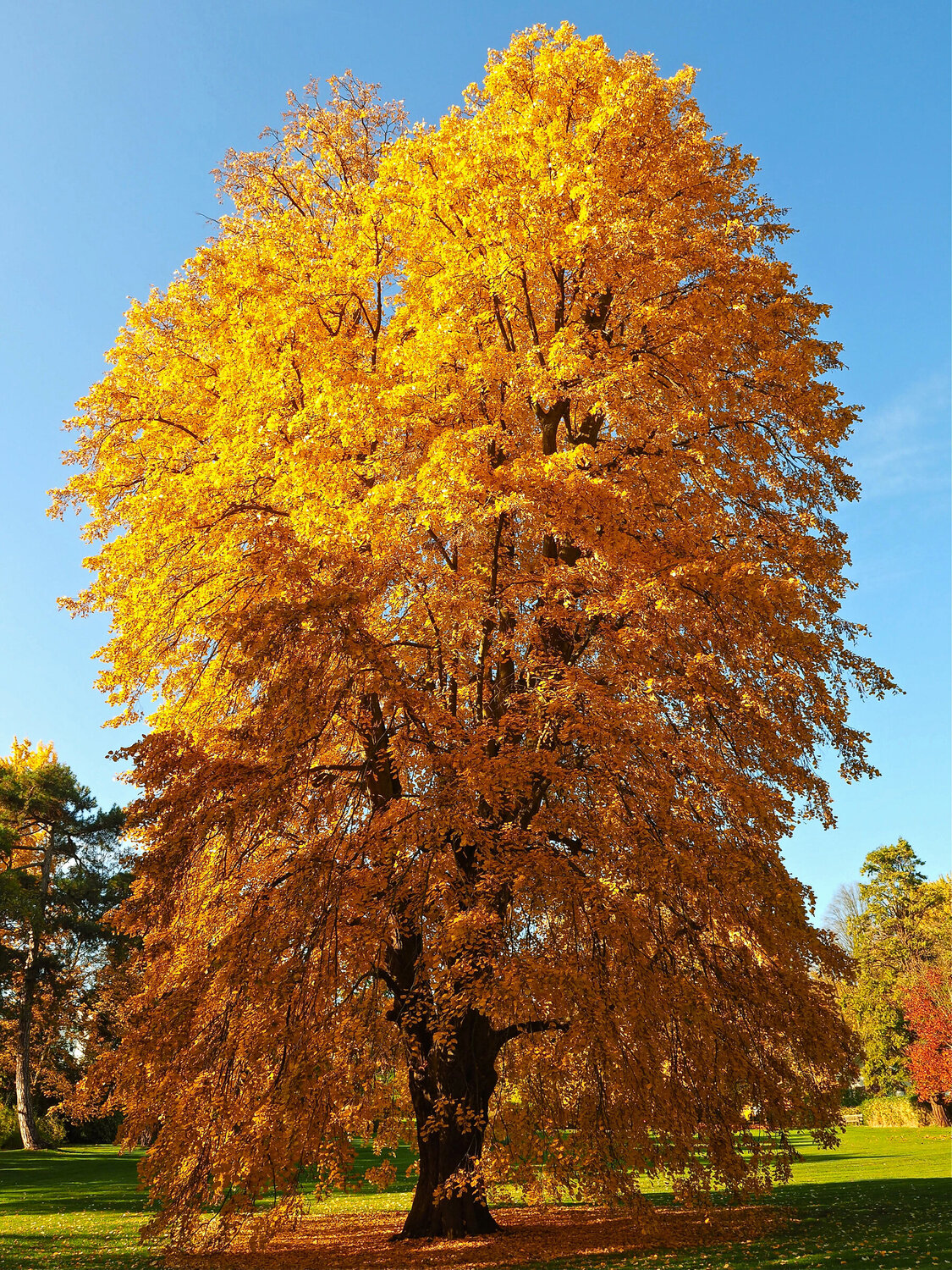 Autumn Tulip Tree Alex Cassels