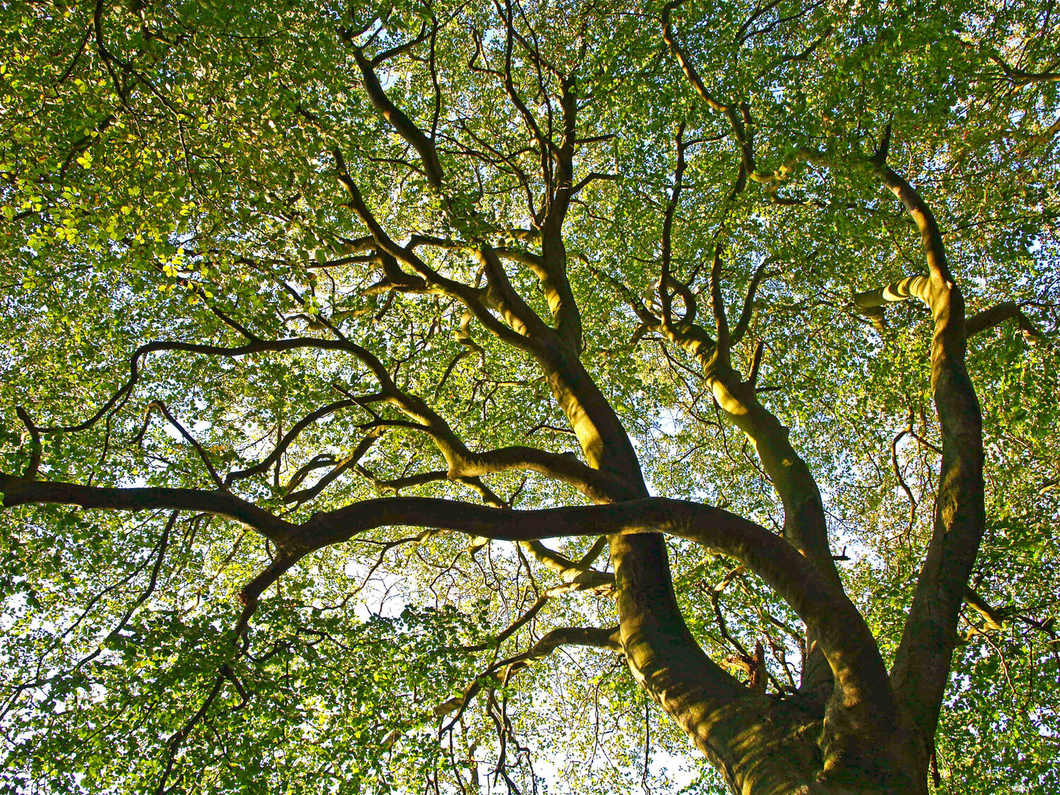 Beech Tree Canopy Alex Cassels Fotografia in vendita