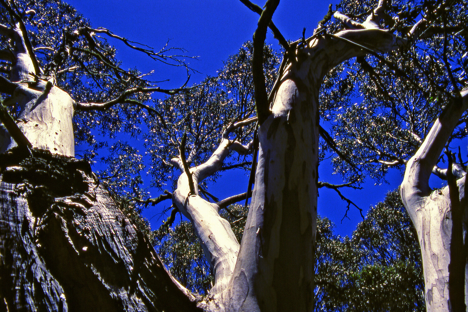 Snow Gum Canopy Alex Cassels Fotografia in vendita