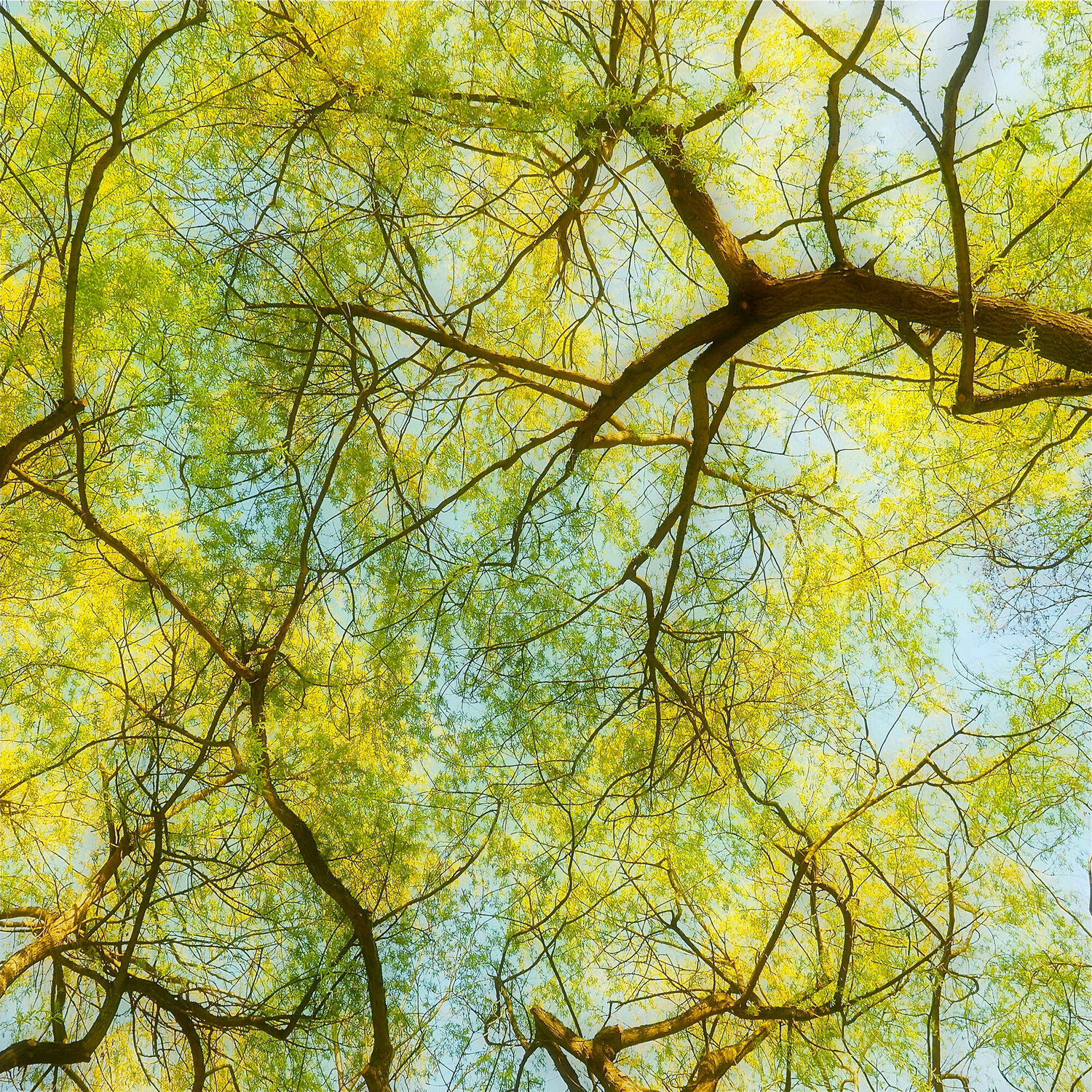 Willow Tree Canopy Alex Cassels Fotografia in vendita