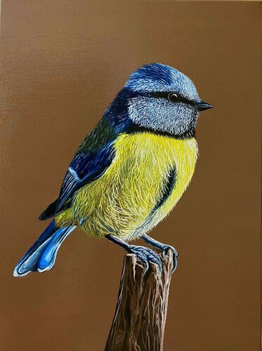 Titmouse Bird von Elena Dmitrenko, Malerei kaufen auf Singulart