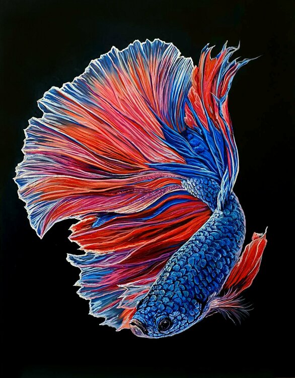 Betta fish/ Fighting fish Elena Dmitrenko