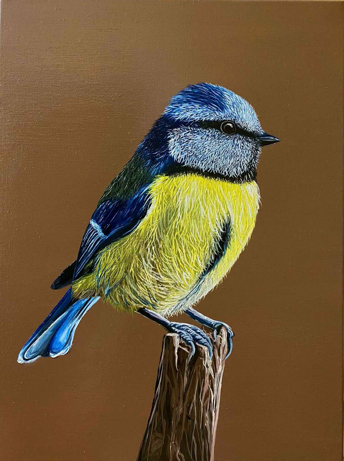 Titmouse Bird Elena Dmitrenko