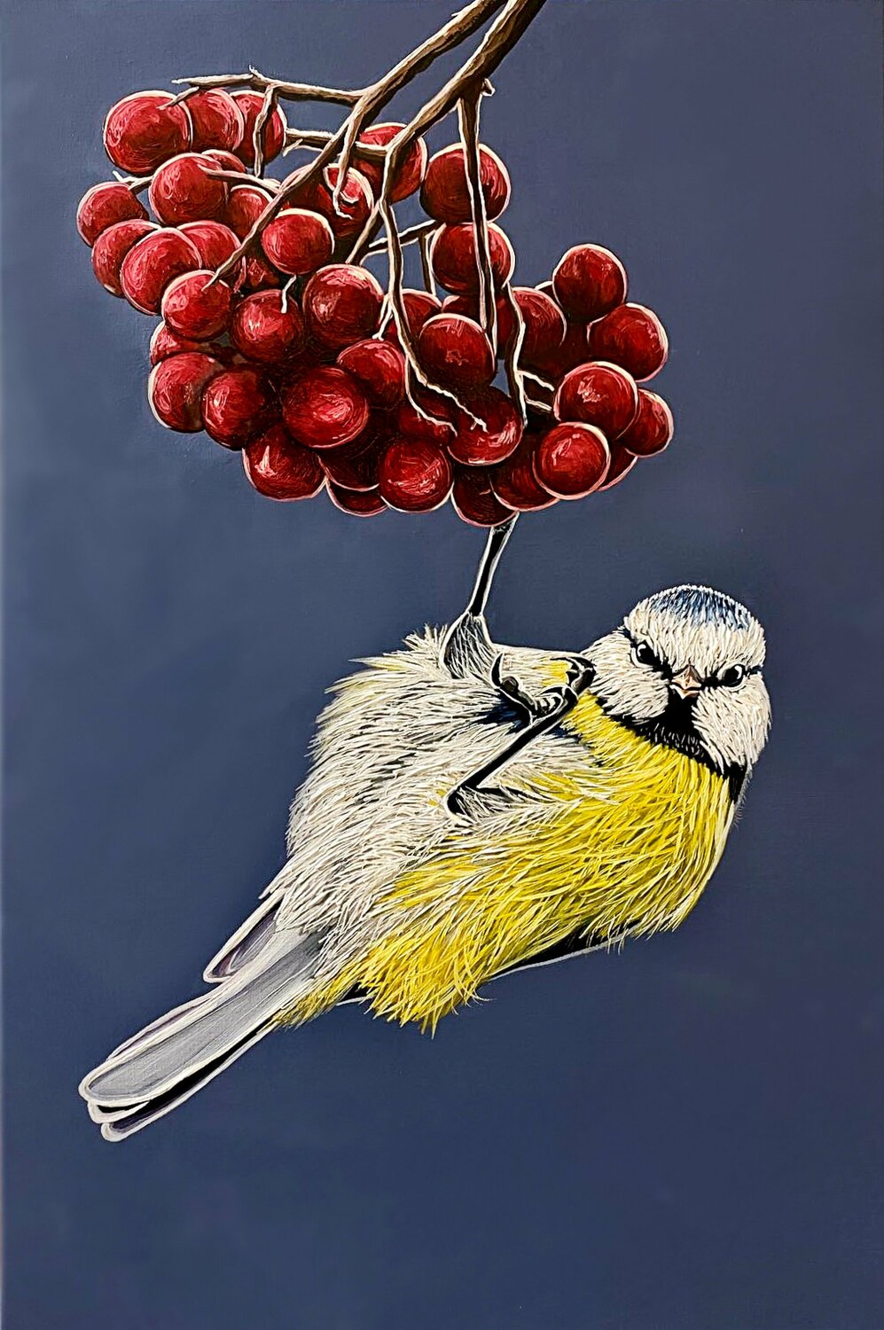 Great Tit on a Rowan Elena Dmitrenko