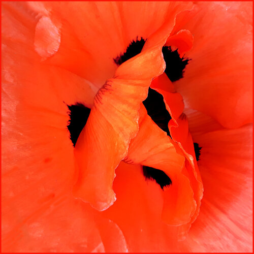Mohn Wolfgang Lorenz