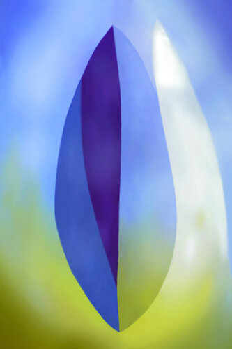 Amandin van Yasmine Belchener, Fotografie te koop op Singulart