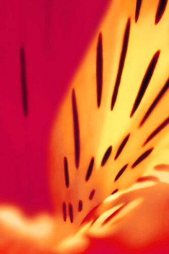 Convergence by Yasmine Belchener, Photography for Sale on Singulart