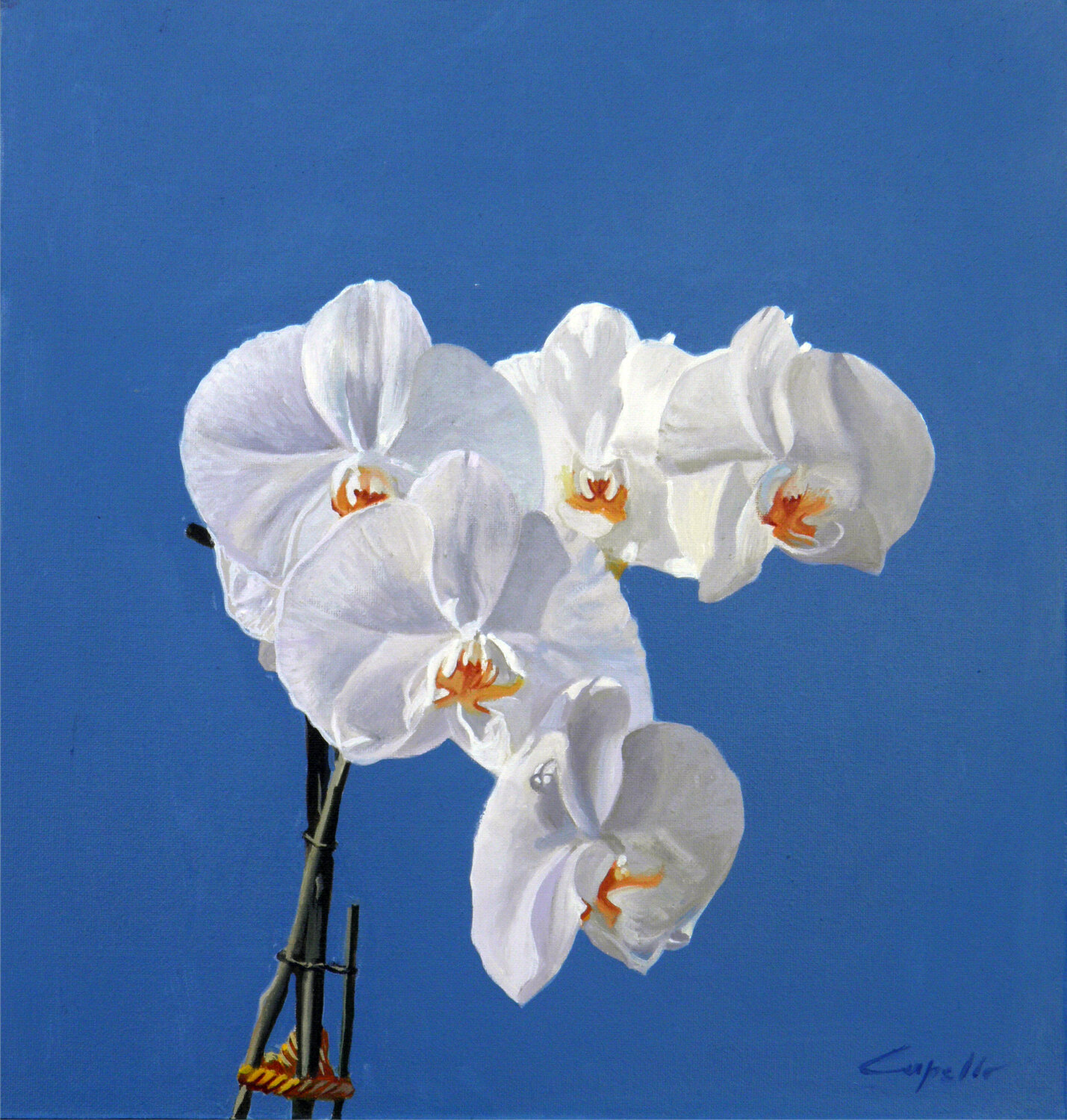 ORCHIDEA Francesco Capello