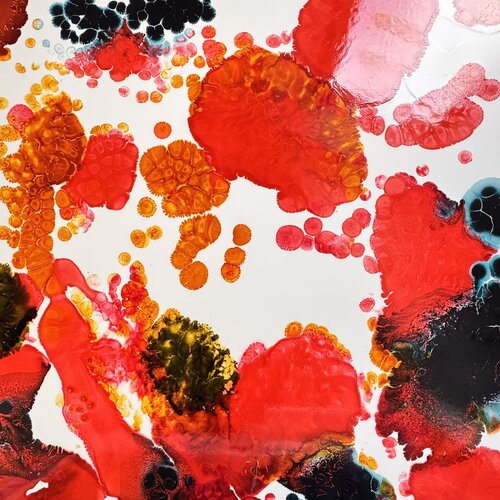 Les framboises rouges von Daniel PAUGAM, Malerei kaufen auf Singulart