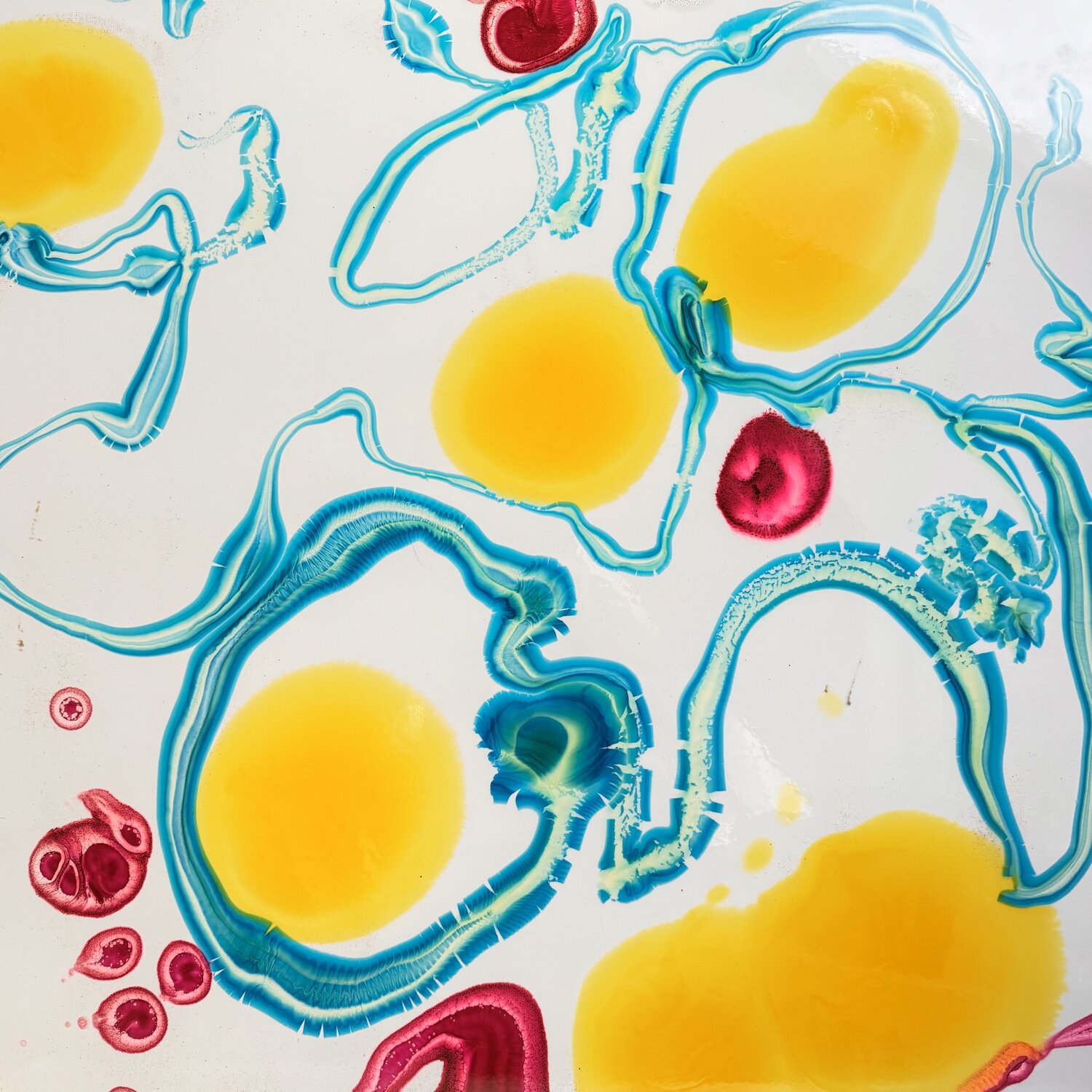 La croissance des cellules au soleil Daniel PAUGAM