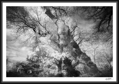 L'allée des peupliers noirs #07 - tirage n° 2 / 3 par Edouard Mazaré, Photographie en vente sur Singulart