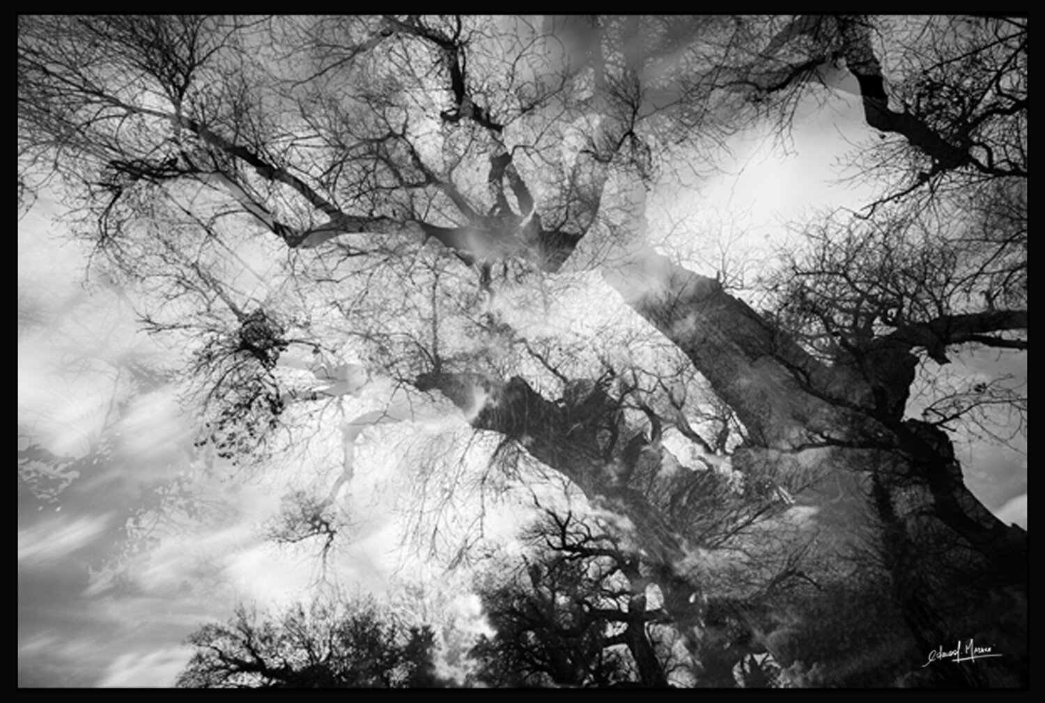 L'encre des arbres 05 Edouard Mazaré Fotografia in vendita