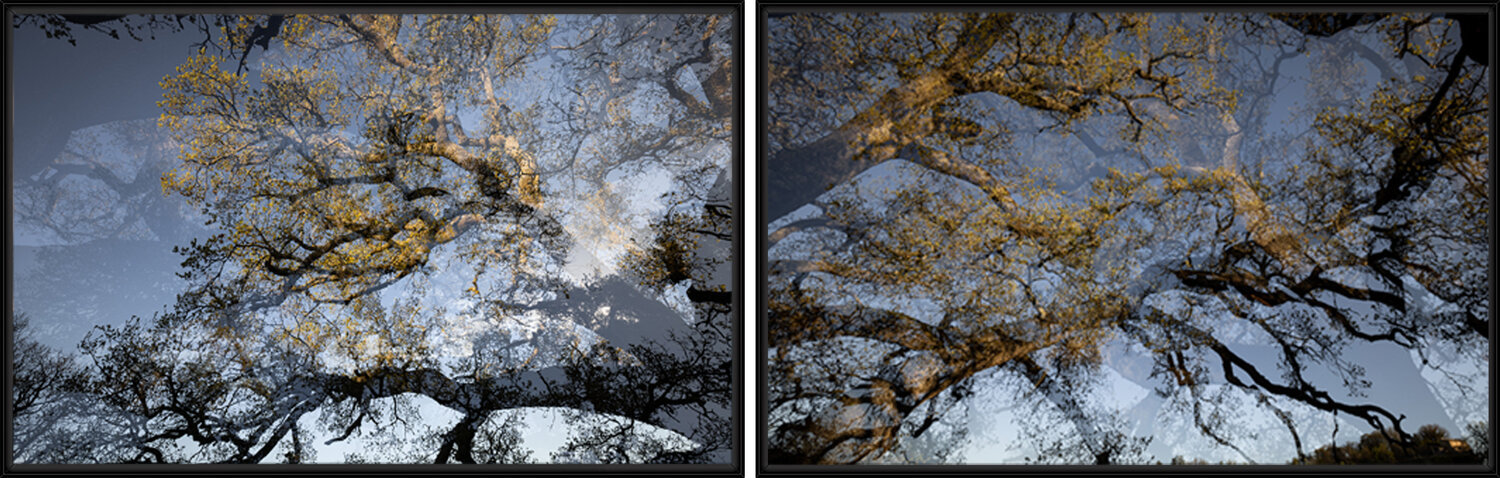 Le vieux chêne de Murs - diptyque Edouard Mazaré Fotografie zu verkaufen