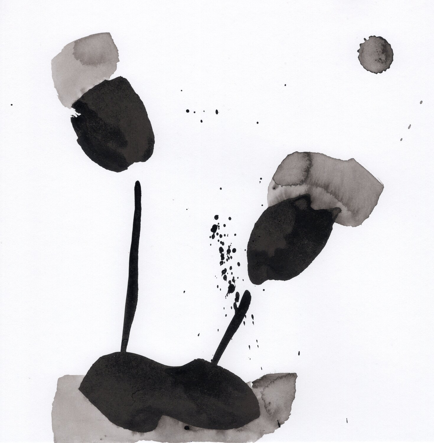 Germination 6 Nicolas VASSE