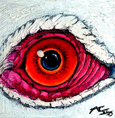 Vogelauge Johann Acher