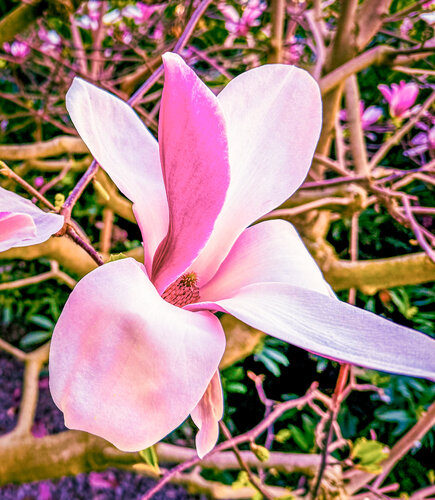 Magnolie par Livia Prof. Dr. Küffner, Photographie en vente sur Singulart