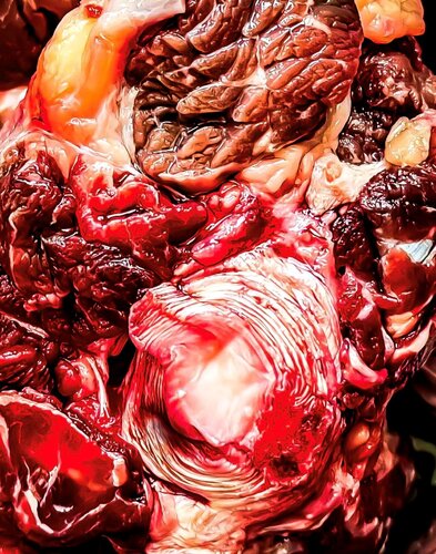 Fleisch par Livia Prof. Dr. Küffner, Photographie en vente sur Singulart