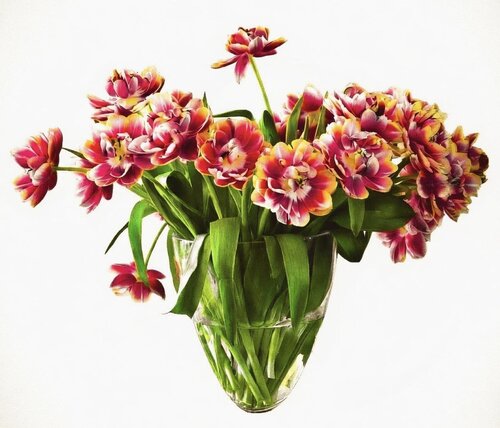 Tulpen by Livia Prof. Dr. Küffner, Photography for Sale on Singulart