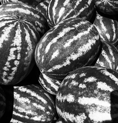 Melonen by Livia Prof. Dr. Küffner, Photography for Sale on Singulart