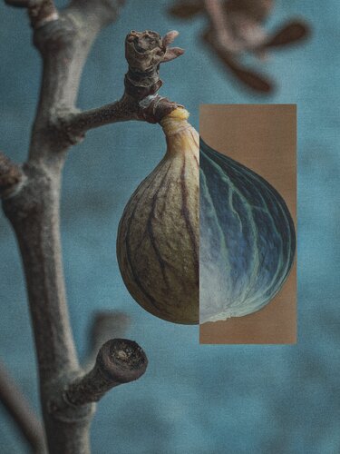 Trame Sacre - Natura - Fico by Massimo Zanotti, 數碼 for Sale on Singulart