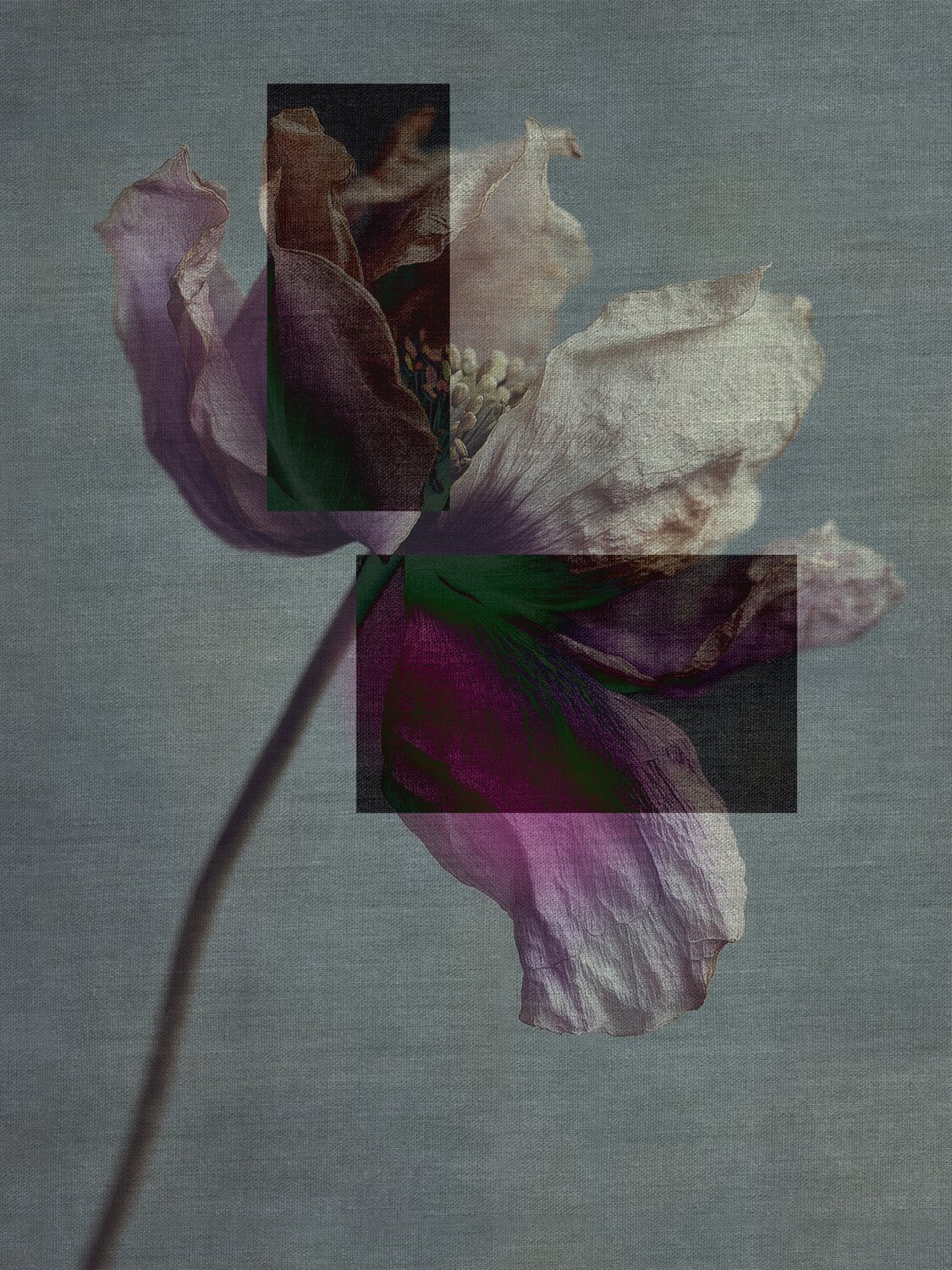 Trame Sacre -Memorie Organiche Massimo Zanotti