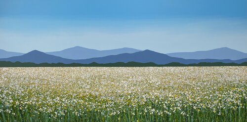 Chamomile field Ivan Didovodiuk