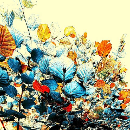 Bunte Herbstblätter by Ralf Strauß, 其他媒介 for Sale on Singulart