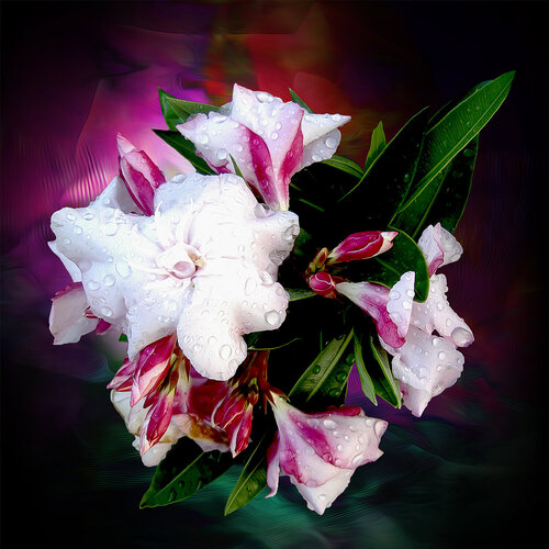 FLOWER IMPRESSION-I von Petra Meyer, Druck kaufen auf Singulart