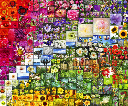 RAINBOW von Petra Meyer, Druck kaufen auf Singulart