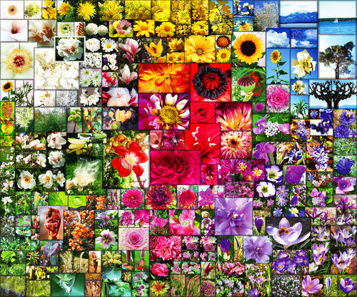 FLOWER DREAM von Petra Meyer, Druck kaufen auf Singulart