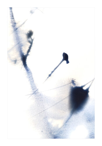Still Winter by johan kjellnäs, Print for Sale on Singulart