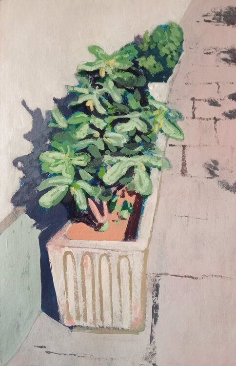 Pianta lungo la strada Luigi Iona