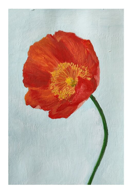 One poppy Diana Captari