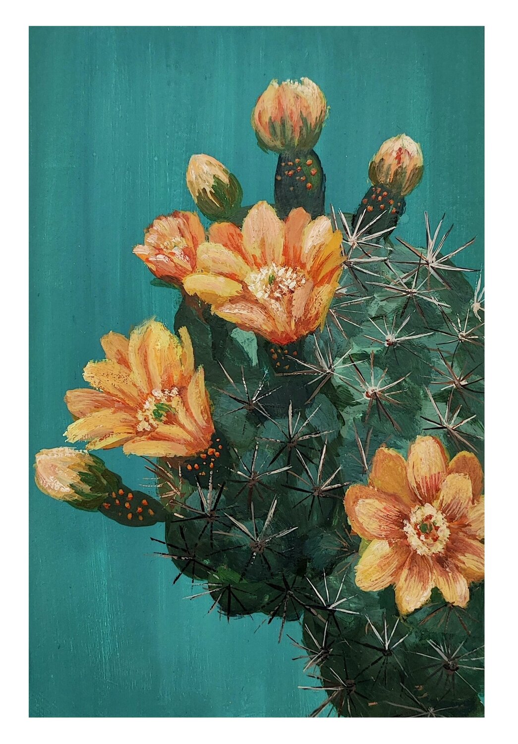 Cactus Diana Captari