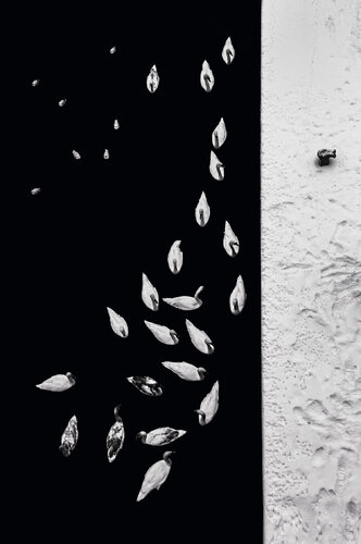 Dance of birds I    150x100 cm  + gift luxury book city of hundred spires 2024 von Peter Cech, Druck kaufen auf Singulart