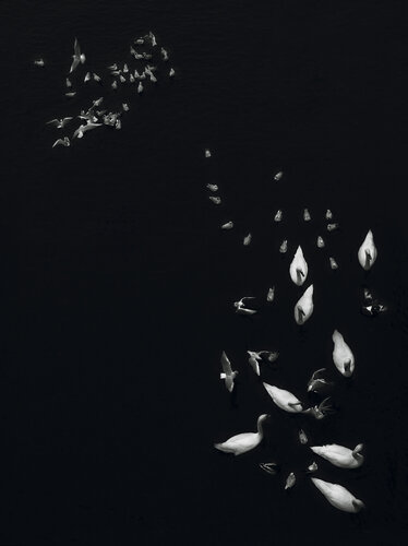 Dance of birds IV    150x100 cm  + gift luxury book city of hundred spires 2024 de Peter Cech, Fotografía a la venta en Singulart