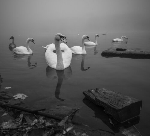 The beuty of swan III  130x130cm de Peter Cech, Fotografía a la venta en Singulart