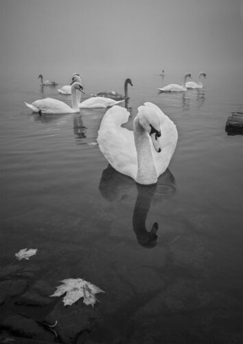 The beuty of swan I  70x100cm just 12 pieces von Peter Cech, Druck kaufen auf Singulart