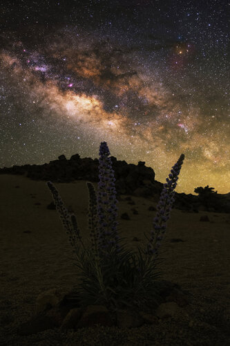 Flowers of Tenerife 60x90cm van Peter Cech, Fotografie te koop op Singulart