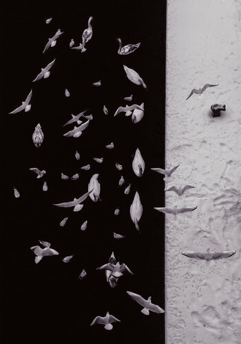 Dance of birds V    70x100 cm van Peter Cech, Fotografie te koop op Singulart